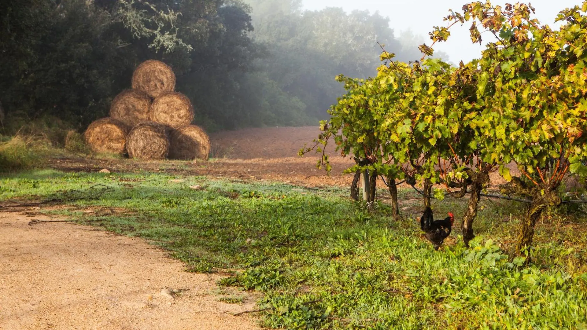 Country house Oliver Moragues Grandhouse & Vineyard
